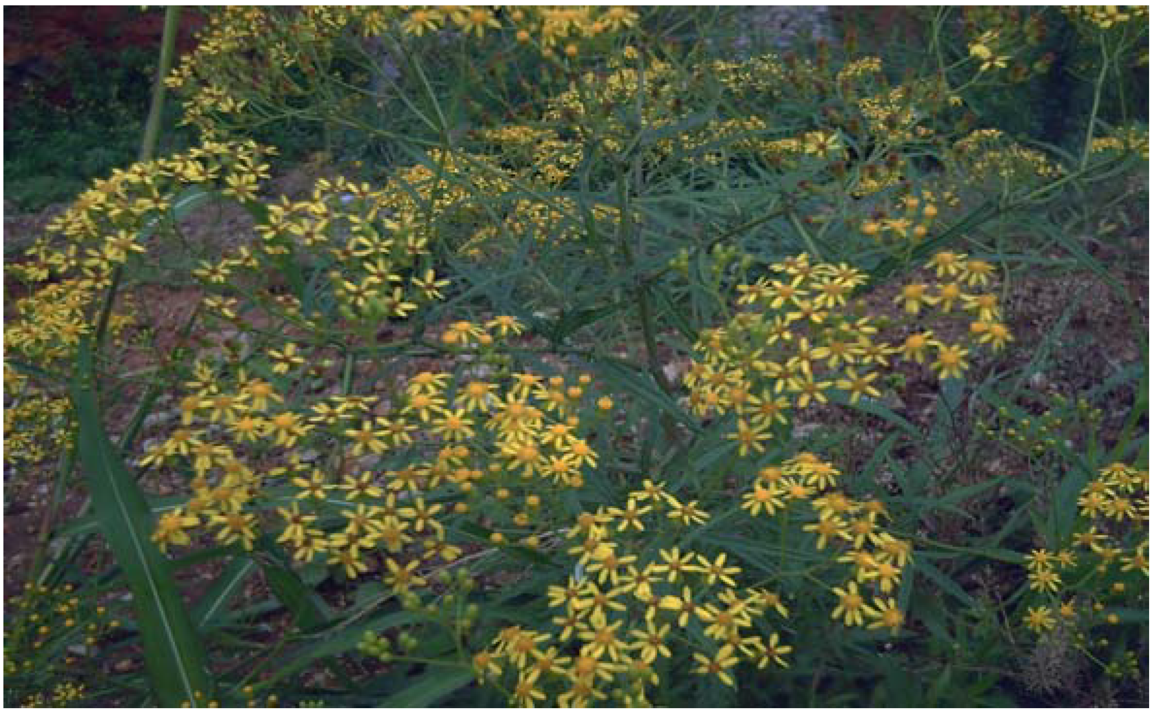 Molecules 14 02077 g001