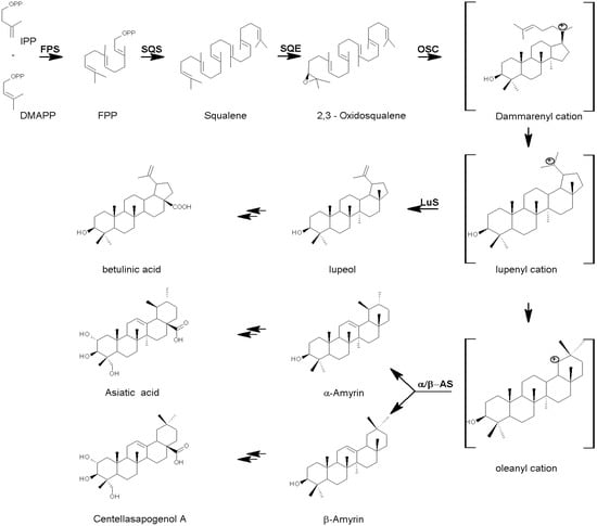 Molecules 14 03922 g002 550