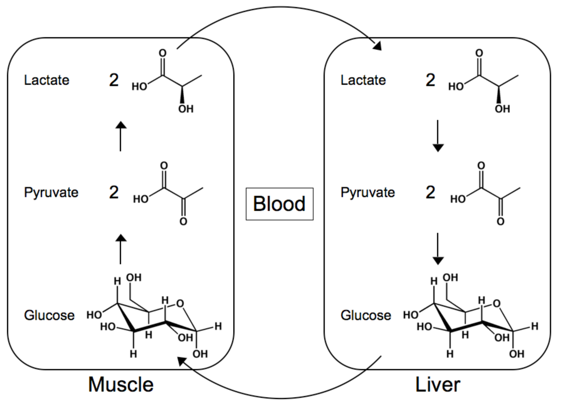 Molecules 14 04022 g001 Molecules 14 04022 g001
