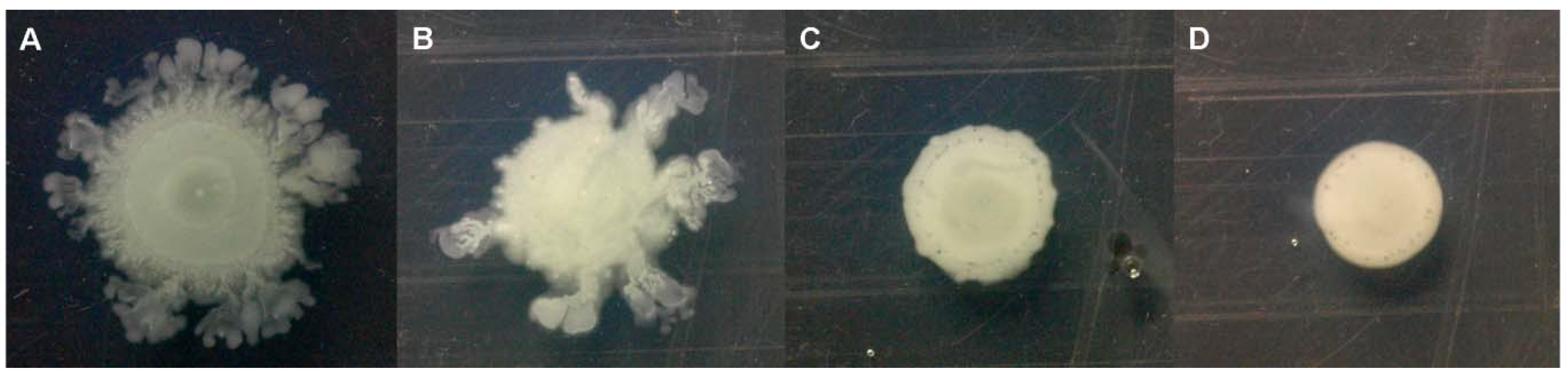 Molecules 15 00780 g005