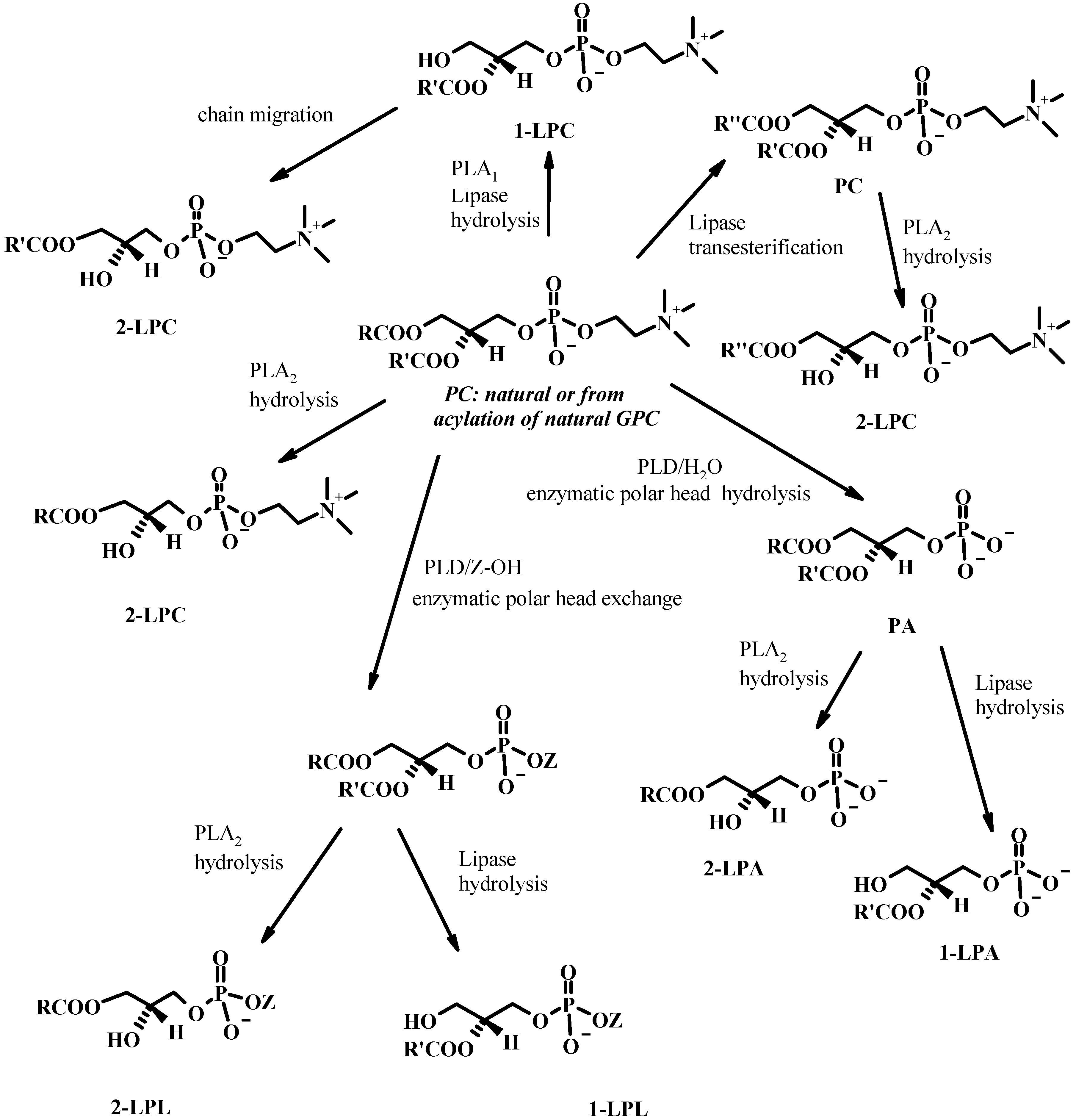 Molecules 15 01354 g013