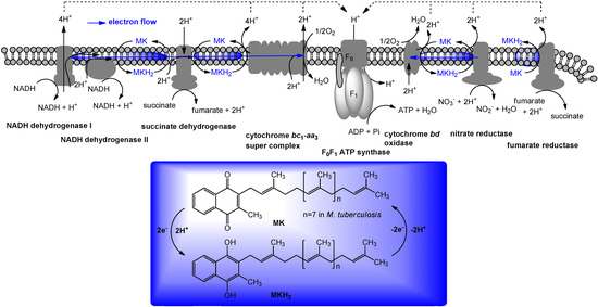 Molecules 15 01531 g003 550
