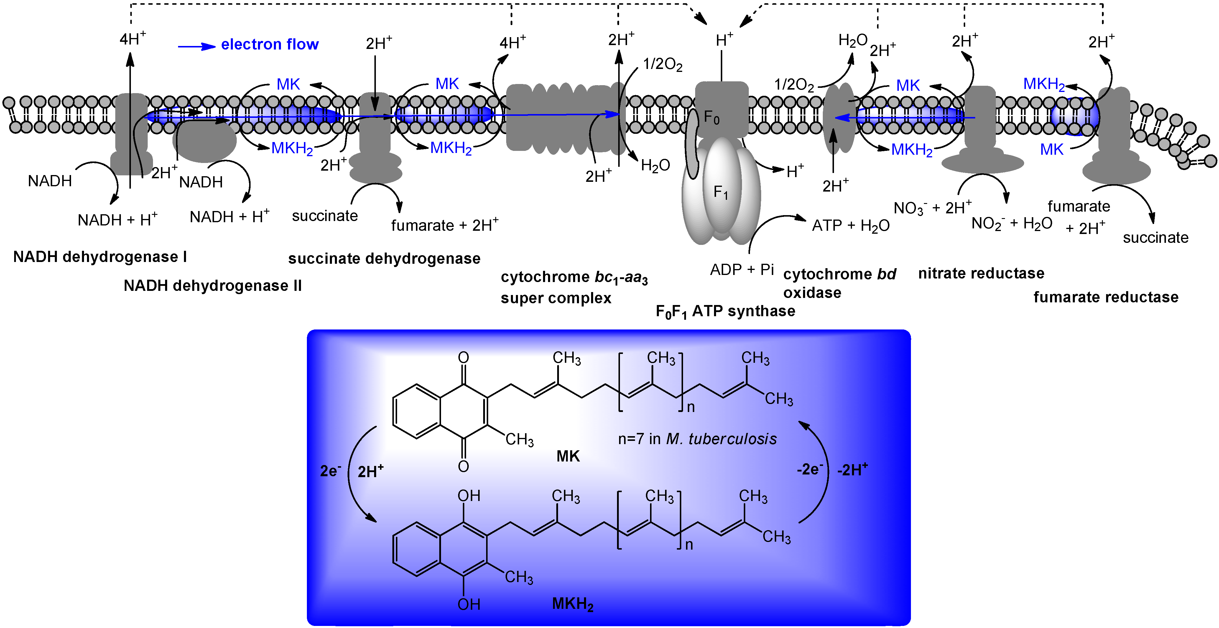Molecules 15 01531 g003