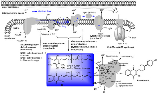 Molecules 15 01531 g005 550