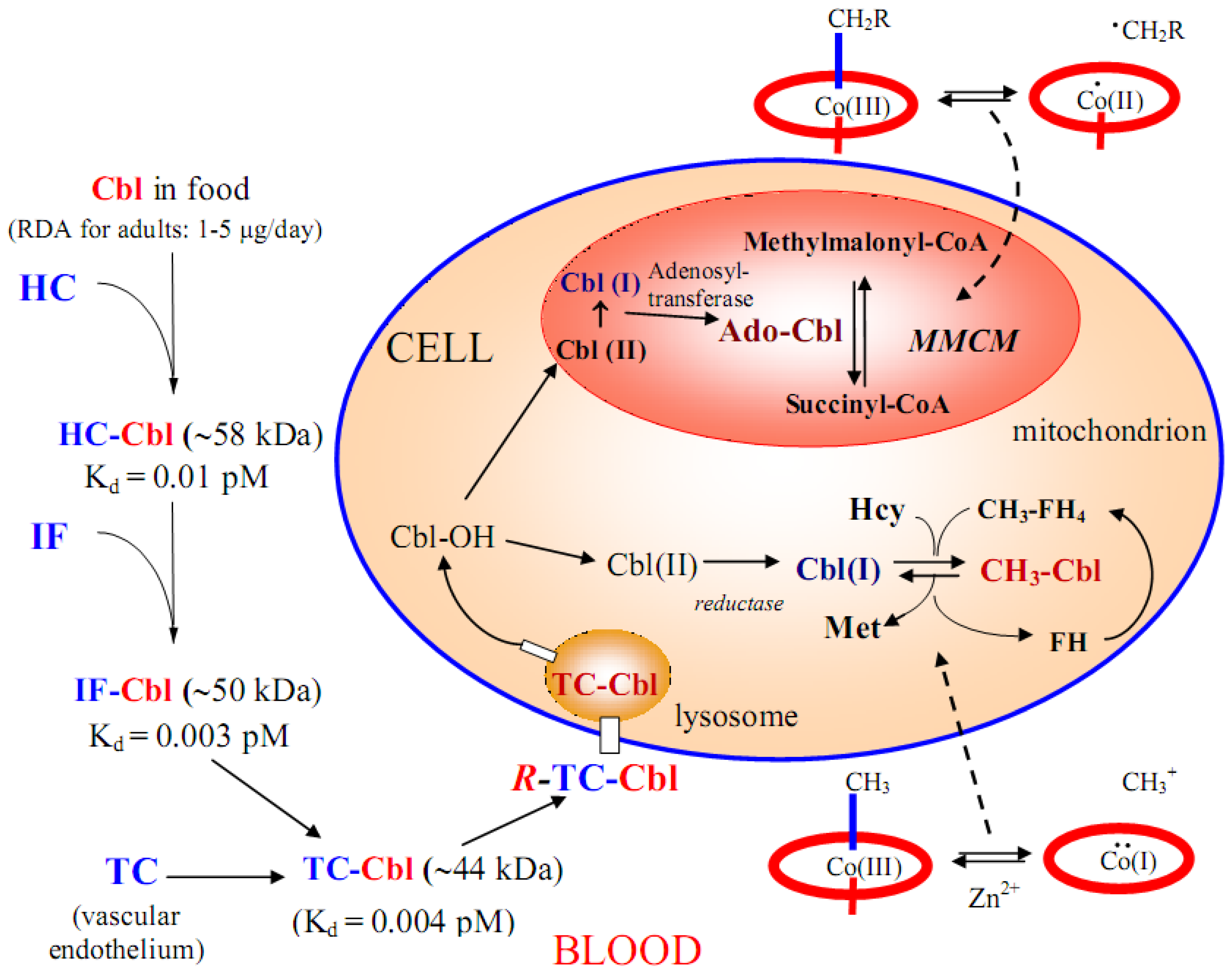 Molecules 15 03228 g003