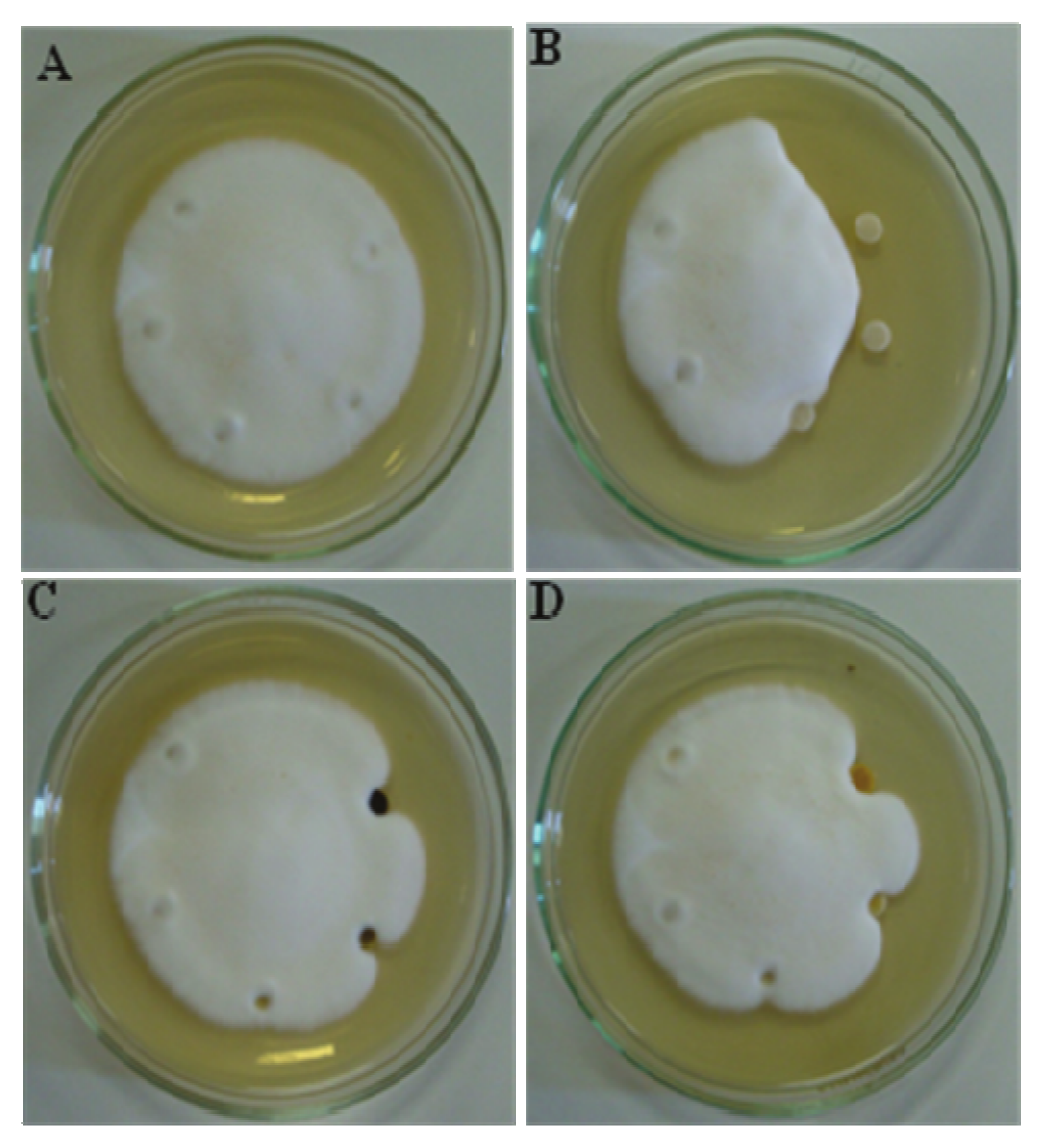 Molecules 15 03920 g001