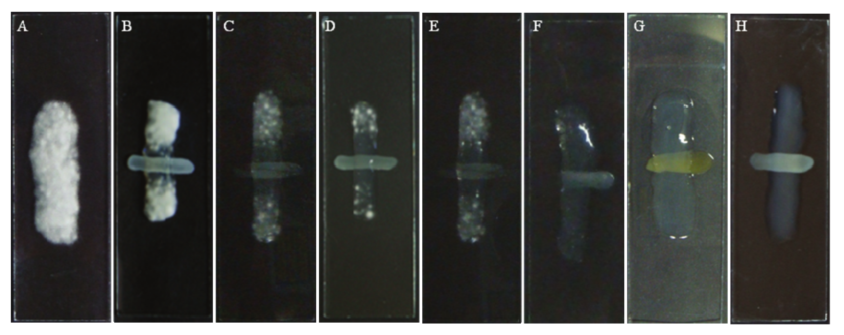 Molecules 15 03920 g003