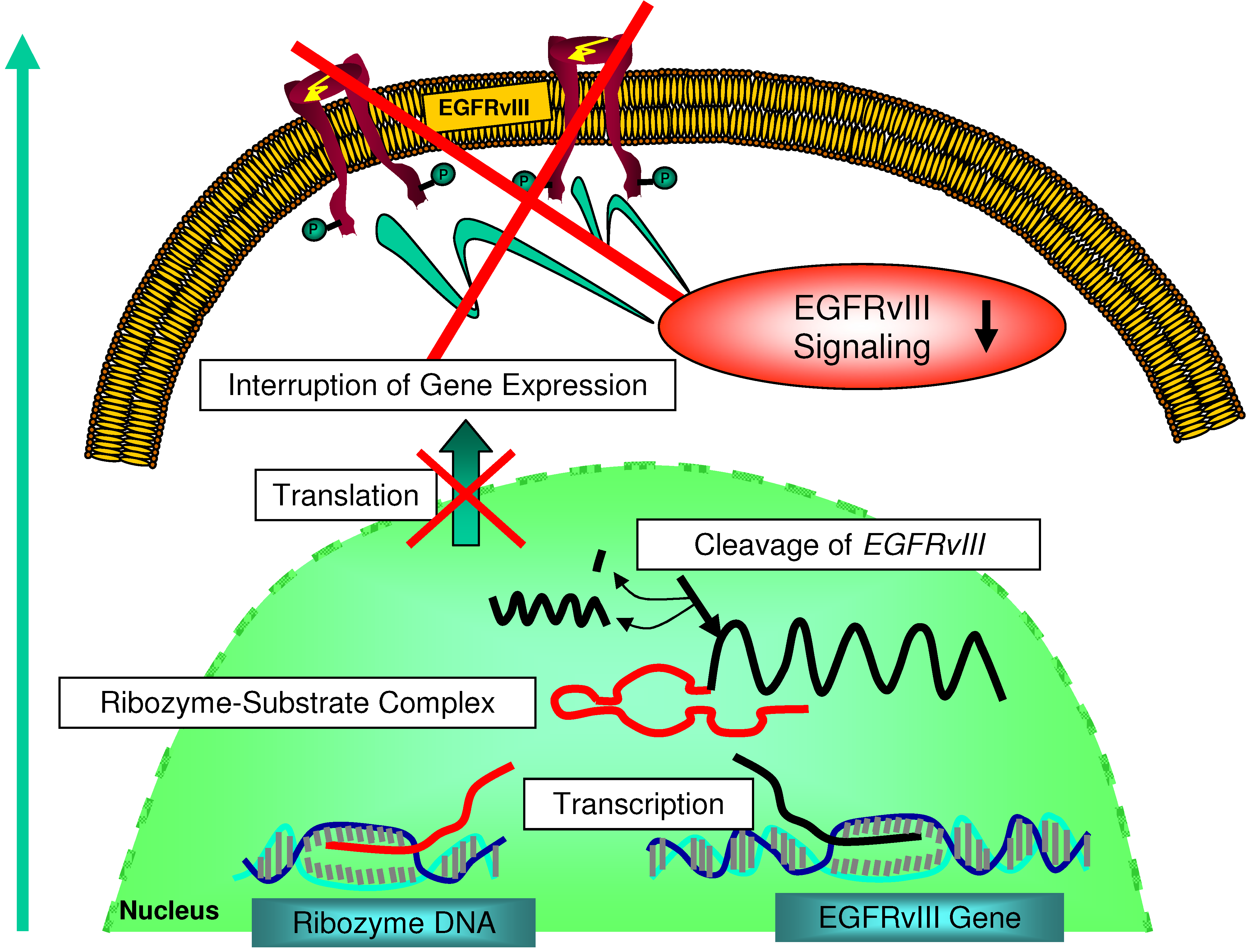 Molecules 15 04670 g002