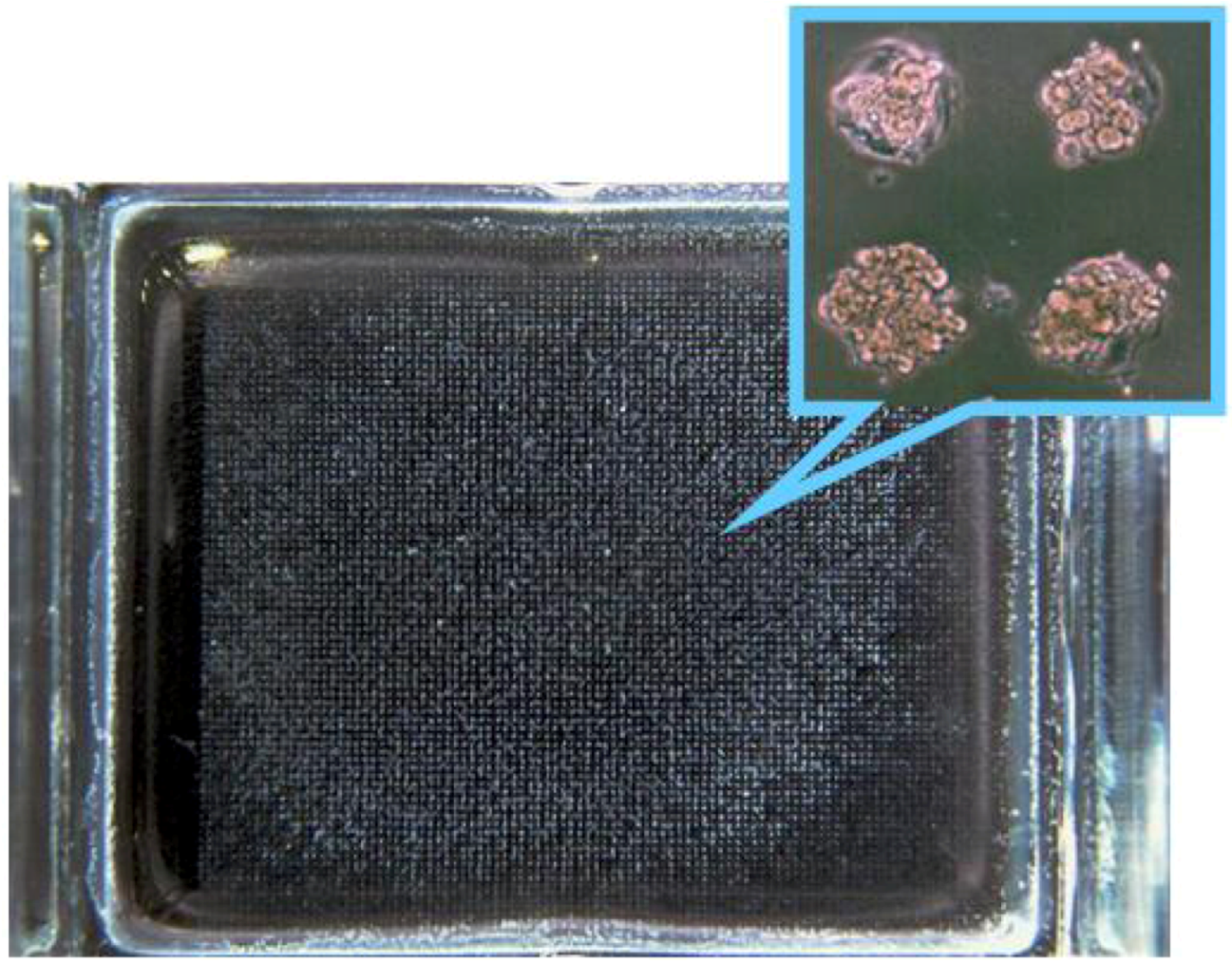 Molecules 15 05525 g005