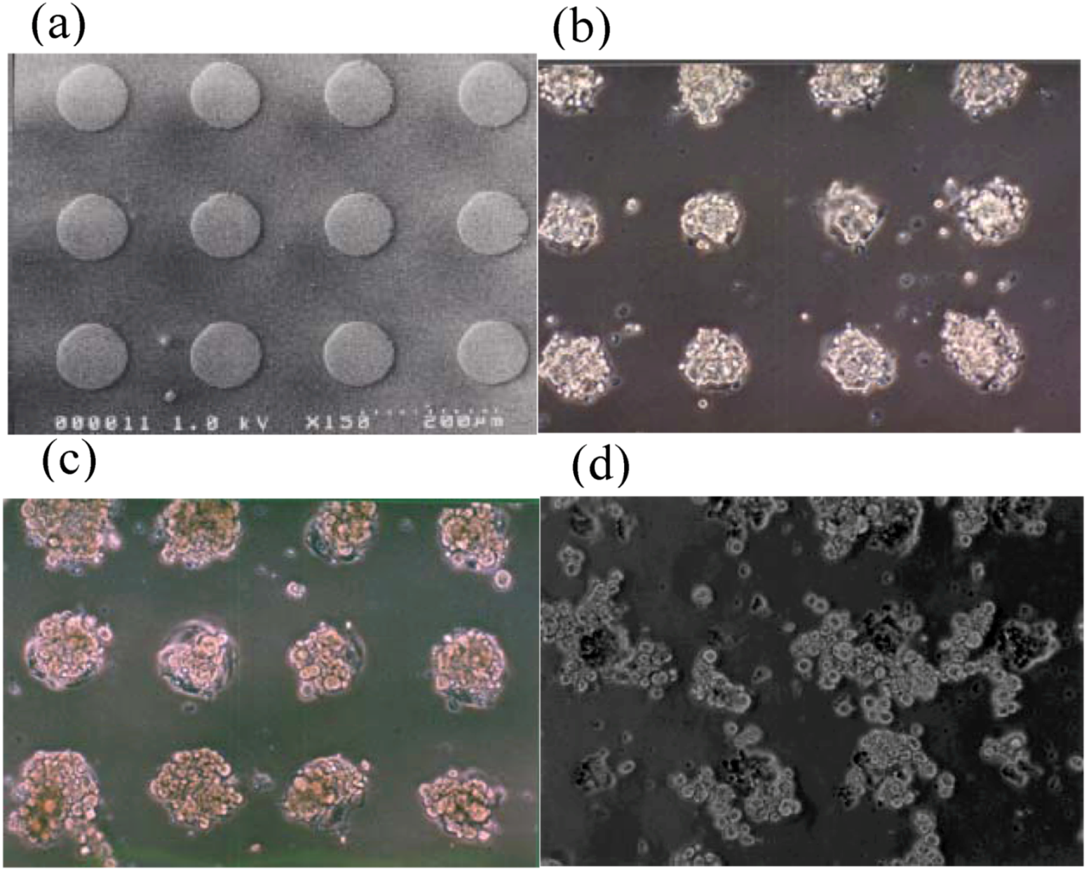 Molecules 15 05525 g006