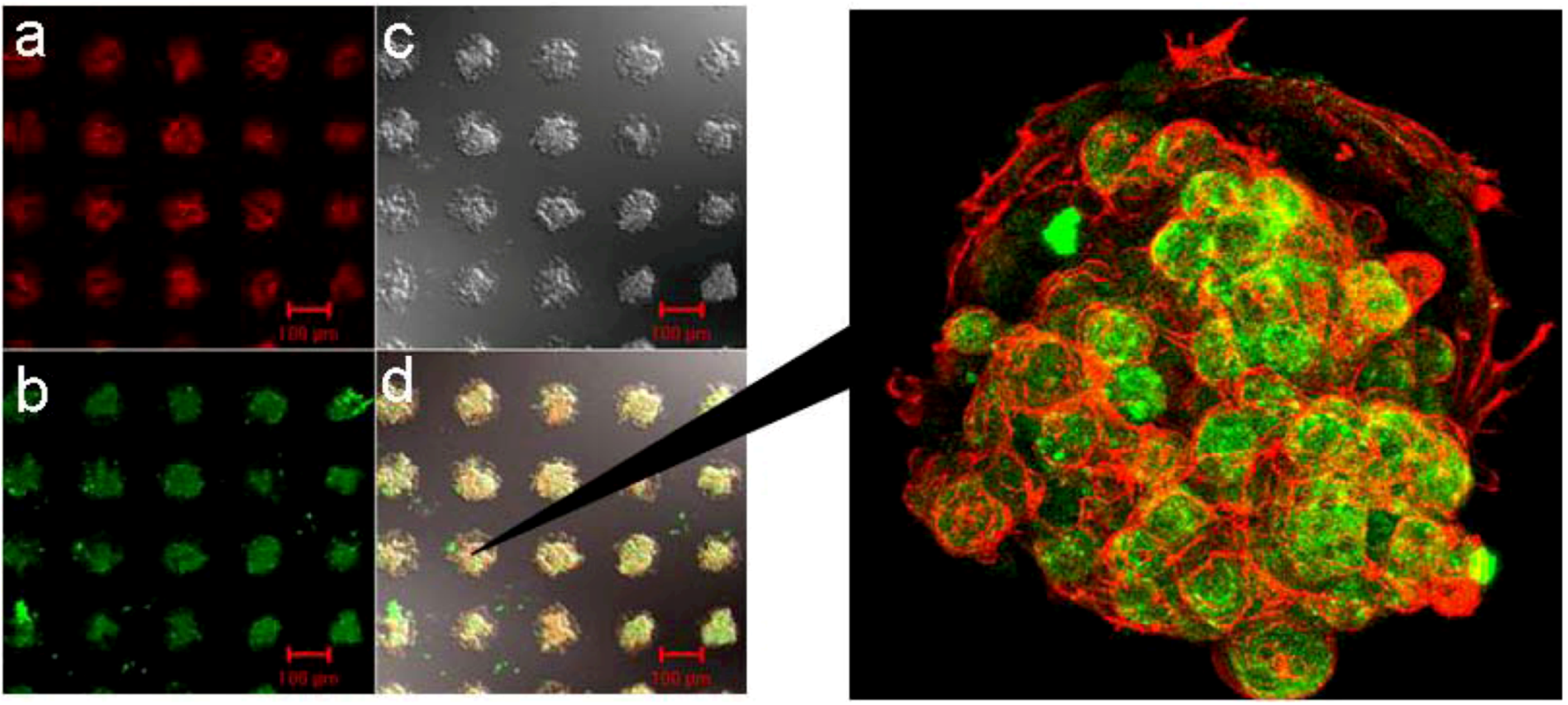 Molecules 15 05525 g008