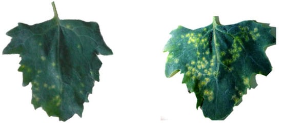 Molecules 15 06713 g001 550