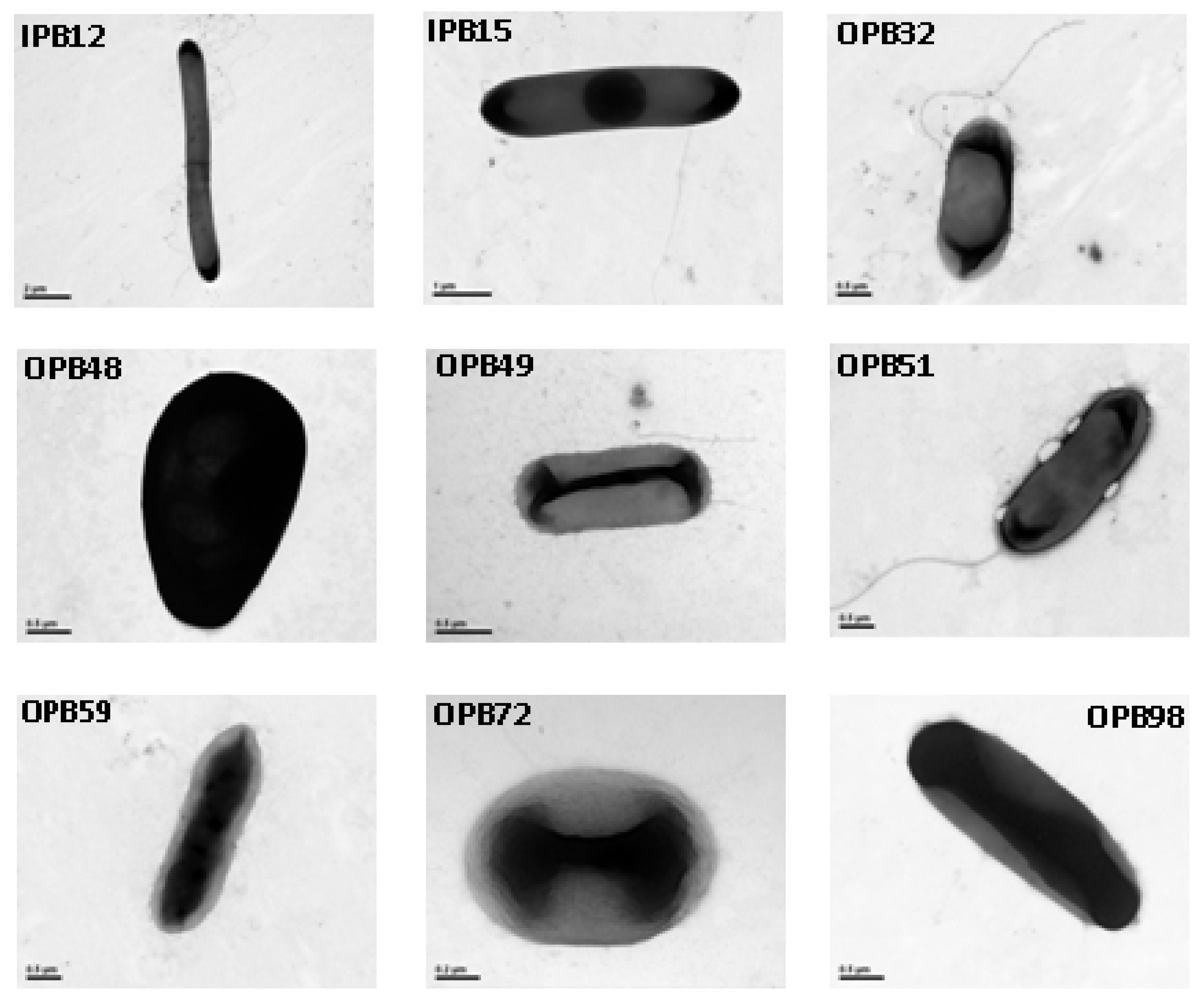 Molecules 15 08518 g003 Molecules 15 08518 g003