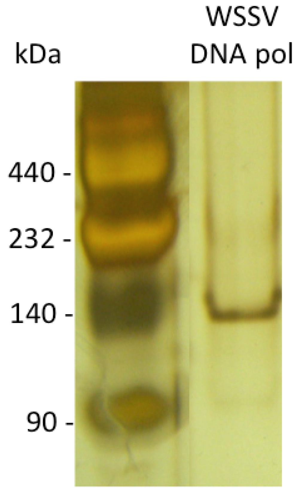 Molecules 16 00532 g003