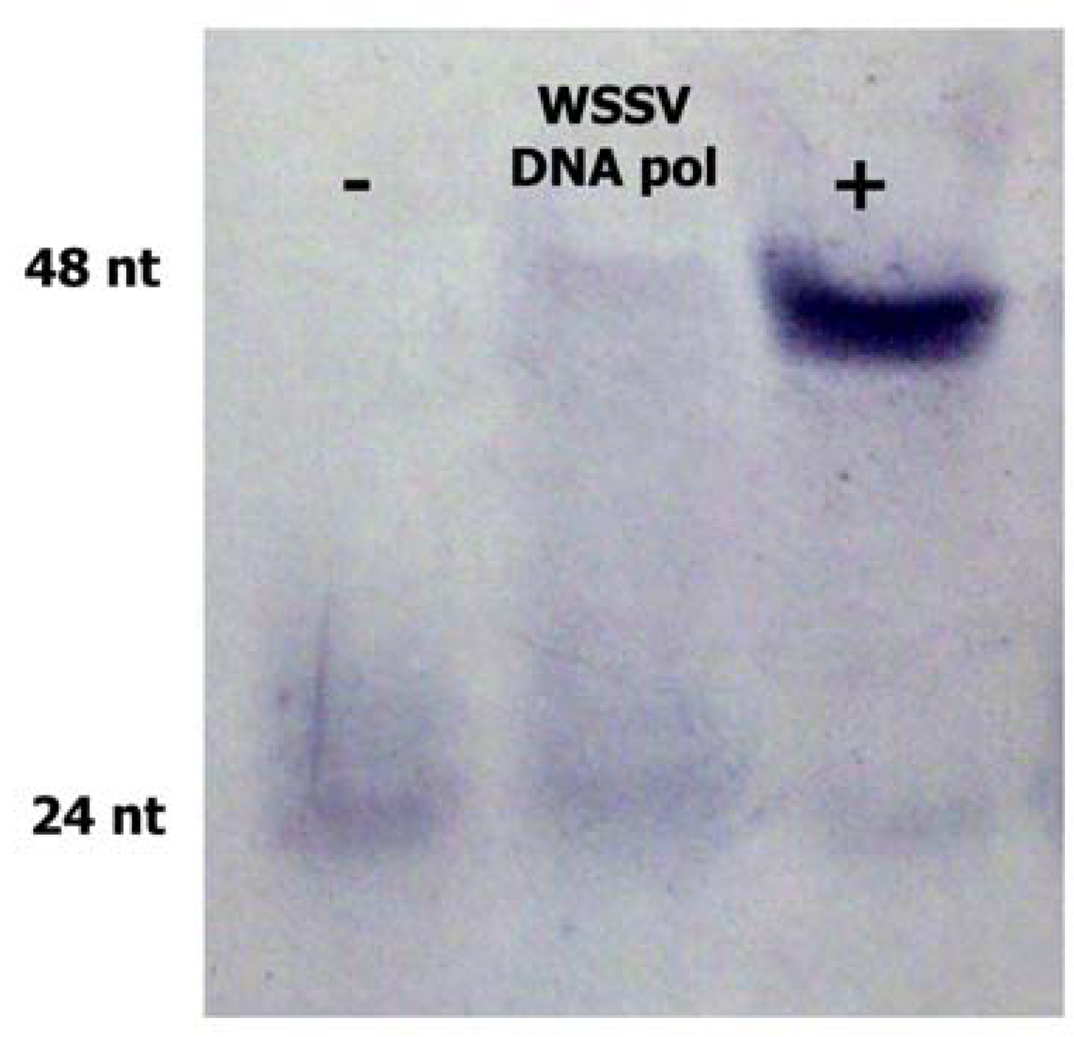 Molecules 16 00532 g004