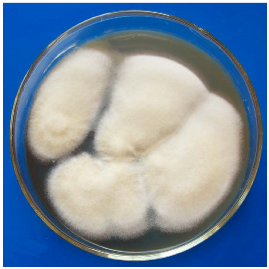 Molecules 16 00686 g002