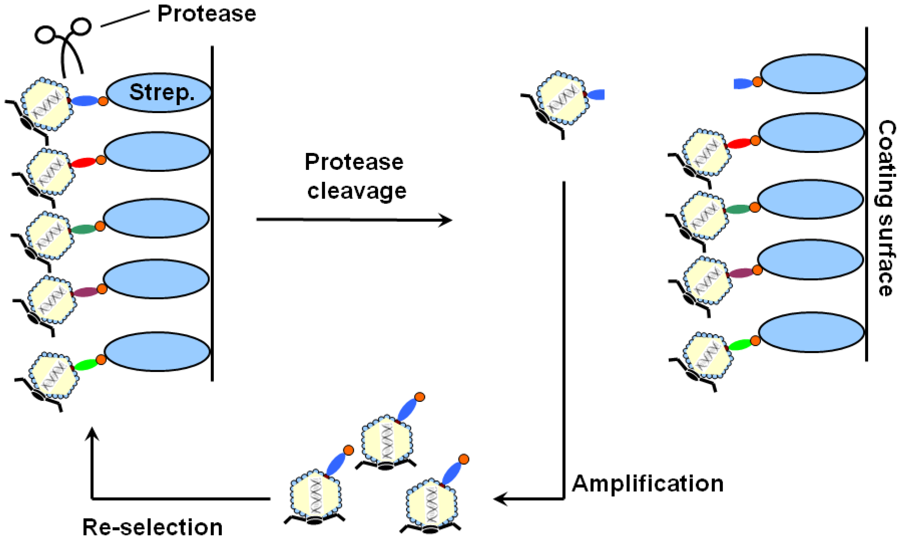 Molecules 16 01739 g001