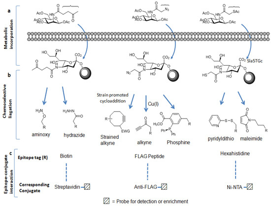 Molecules 16 01987 g002 550