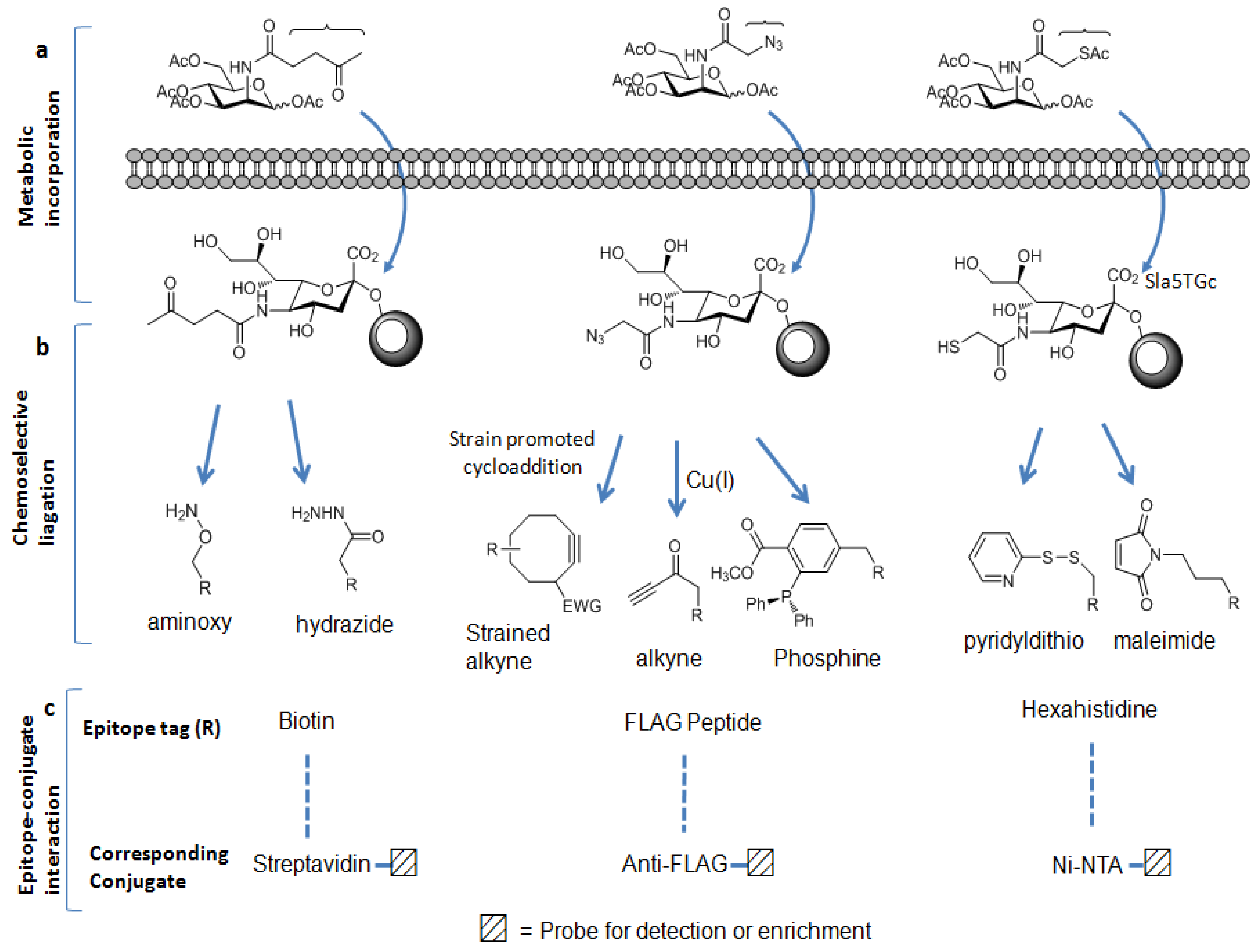 Molecules 16 01987 g002