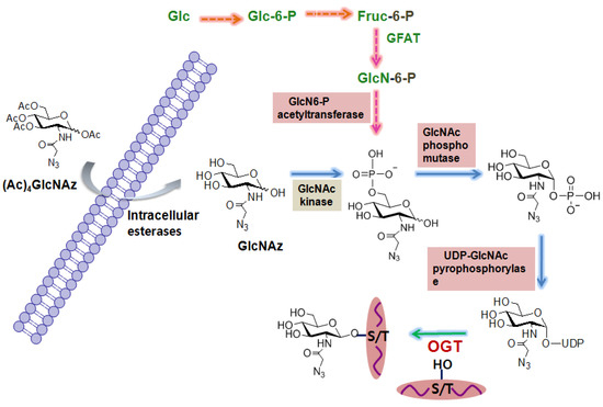 Molecules 16 01987 g003 550