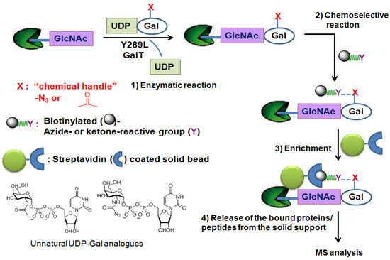 Molecules 16 01987 g004 550