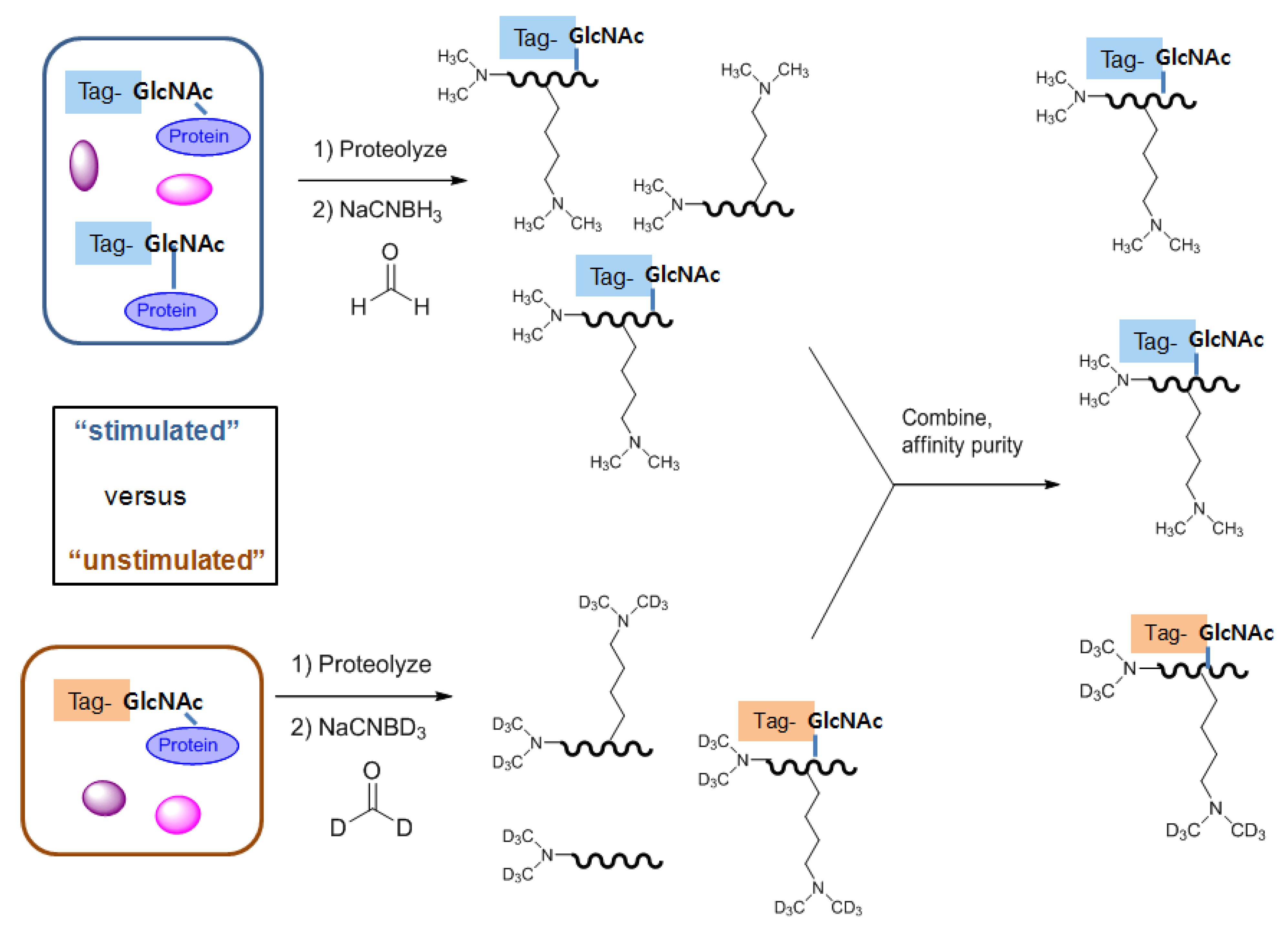 Molecules 16 01987 g006