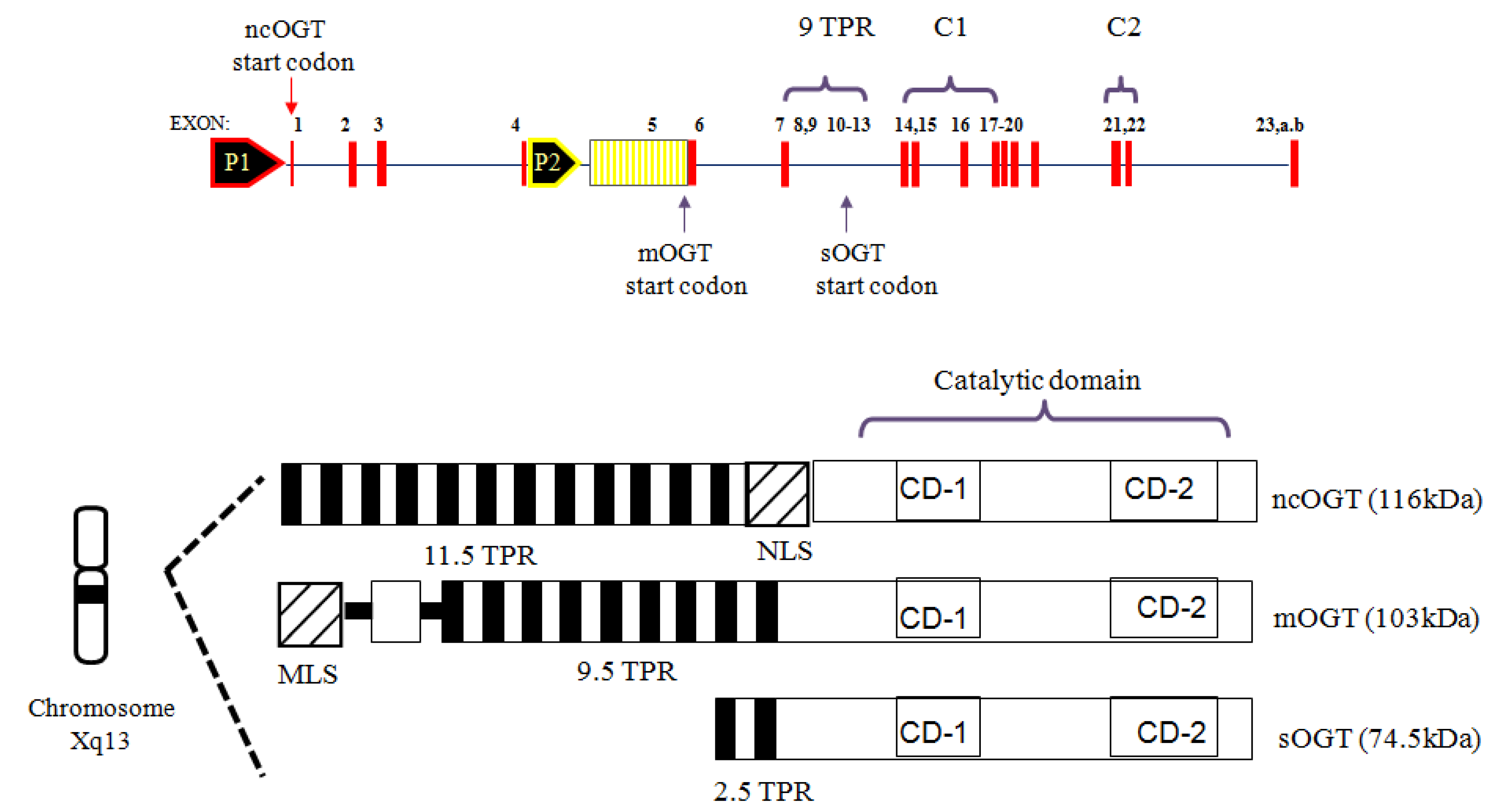 Molecules 16 01987 g011