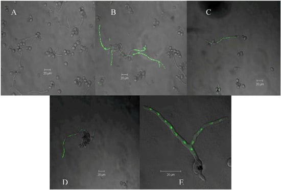 Molecules 16 03885 g005 550