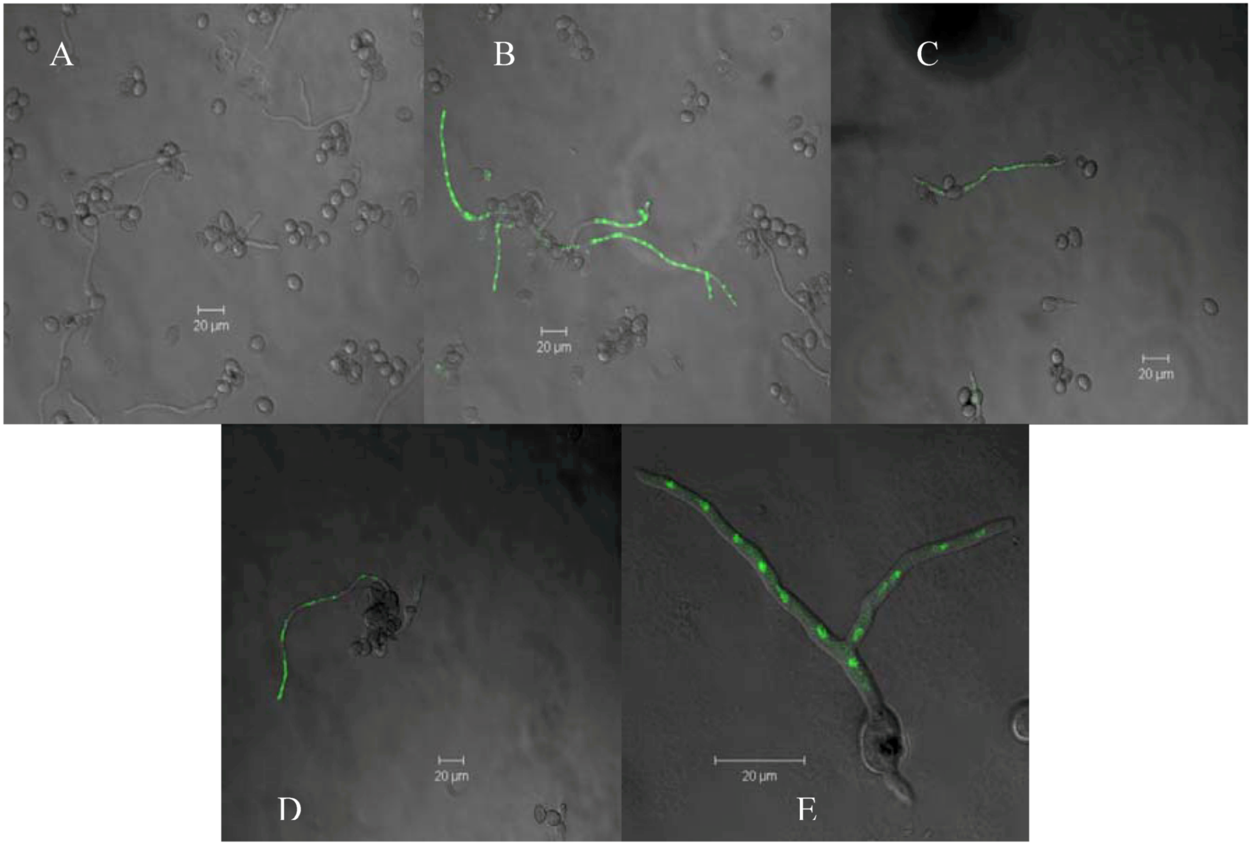 Molecules 16 03885 g005