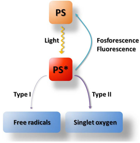 Molecules 16 04140 g002 550