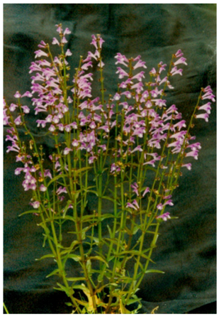 Molecules 16 04389 g001