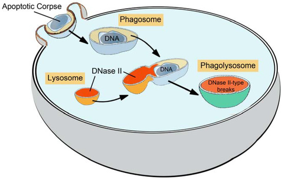 Molecules 16 04599 g001 550