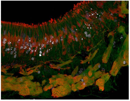 Molecules 16 07980 g001 550