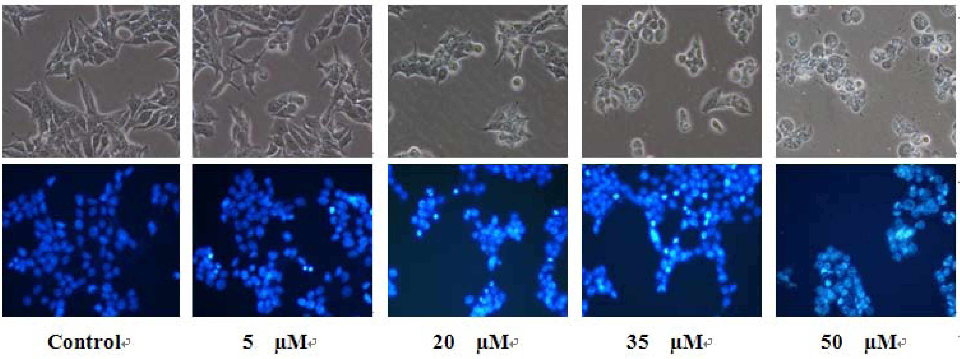 Molecules 16 08833 g007