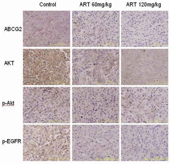 Molecules 16 10556 g004 550