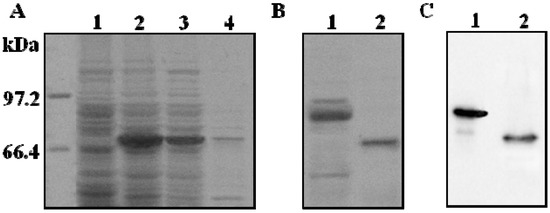 Molecules 16 10709 g001 550