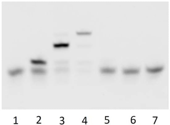 Molecules 17 00163 g004 550