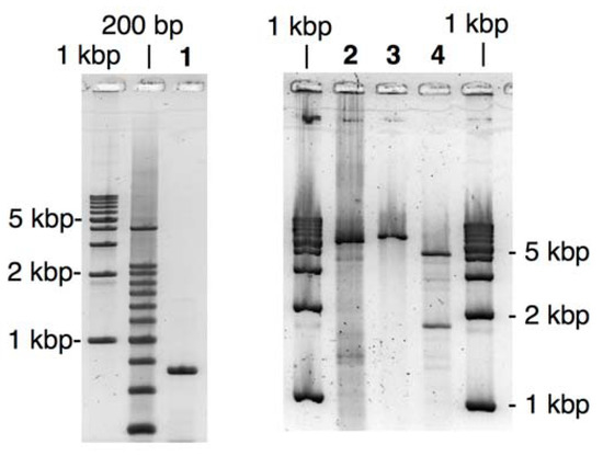 Molecules 17 00328 g004 550