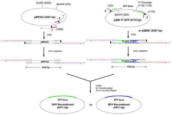 Molecules 17 00328 g007 550