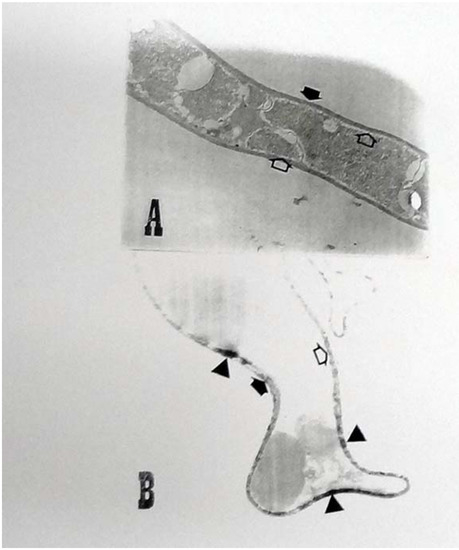 Molecules 17 00452 g003 550
