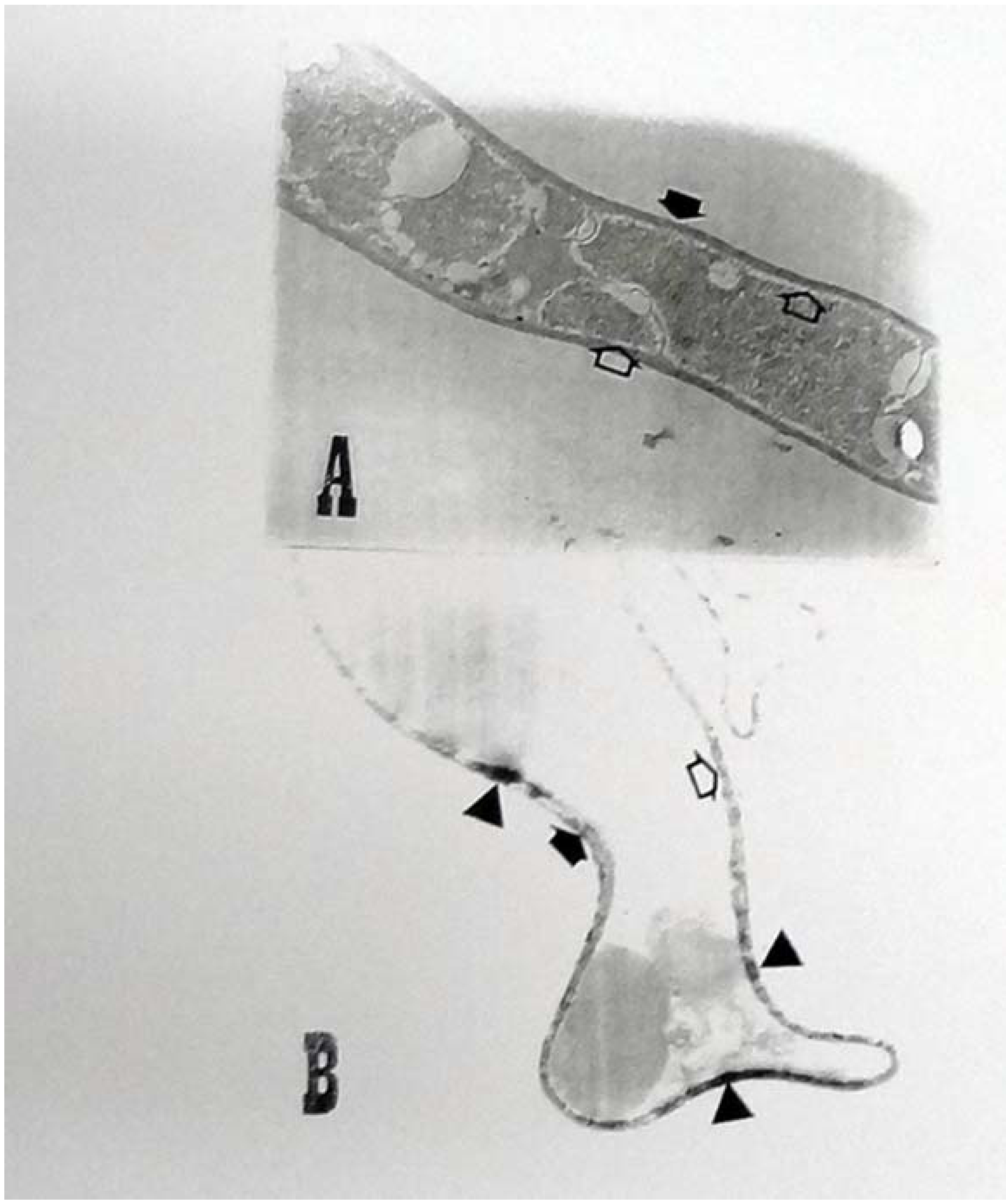 Molecules 17 00452 g003