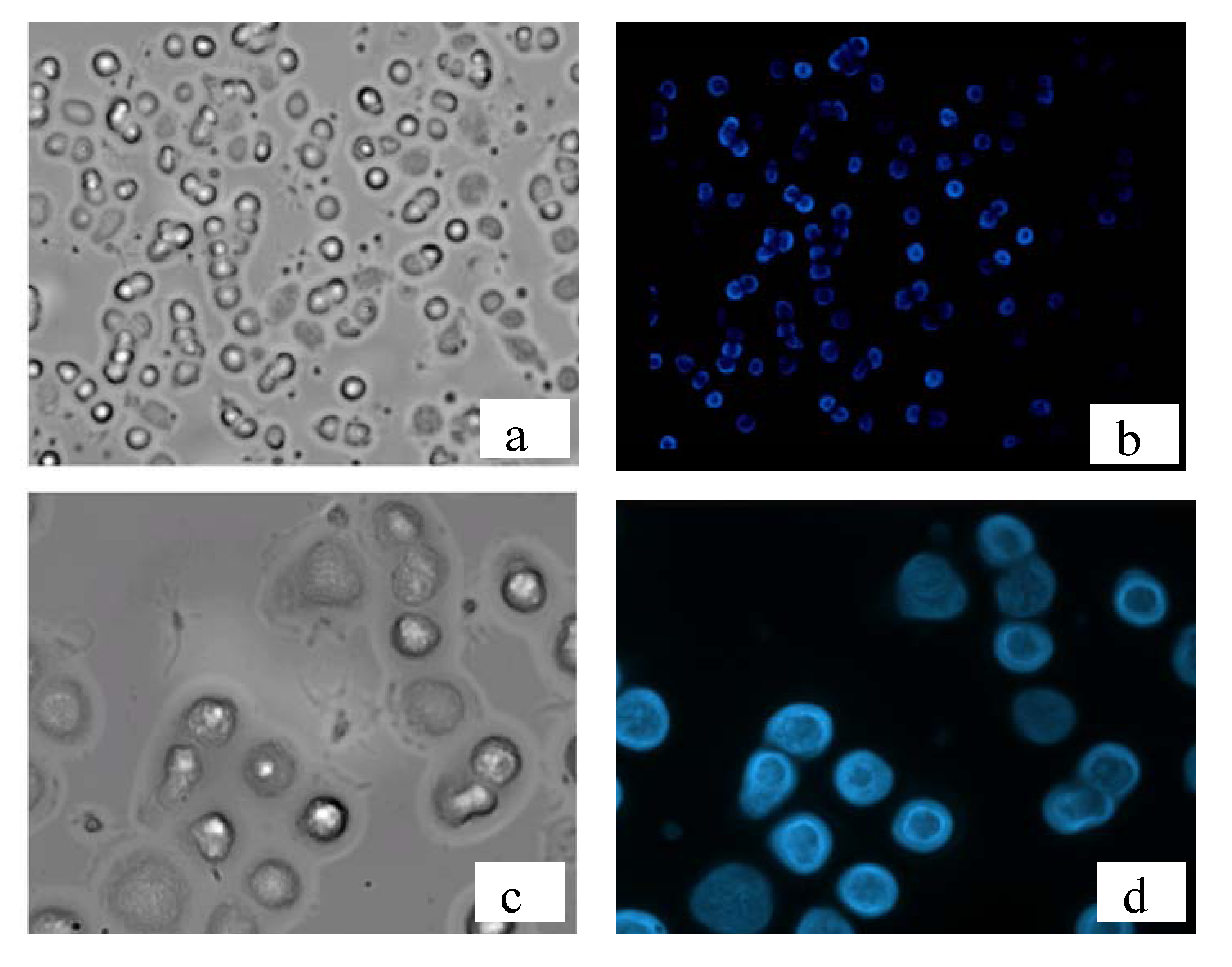 Molecules 17 00910 g010