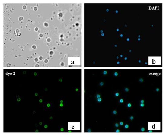Molecules 17 00910 g011 550