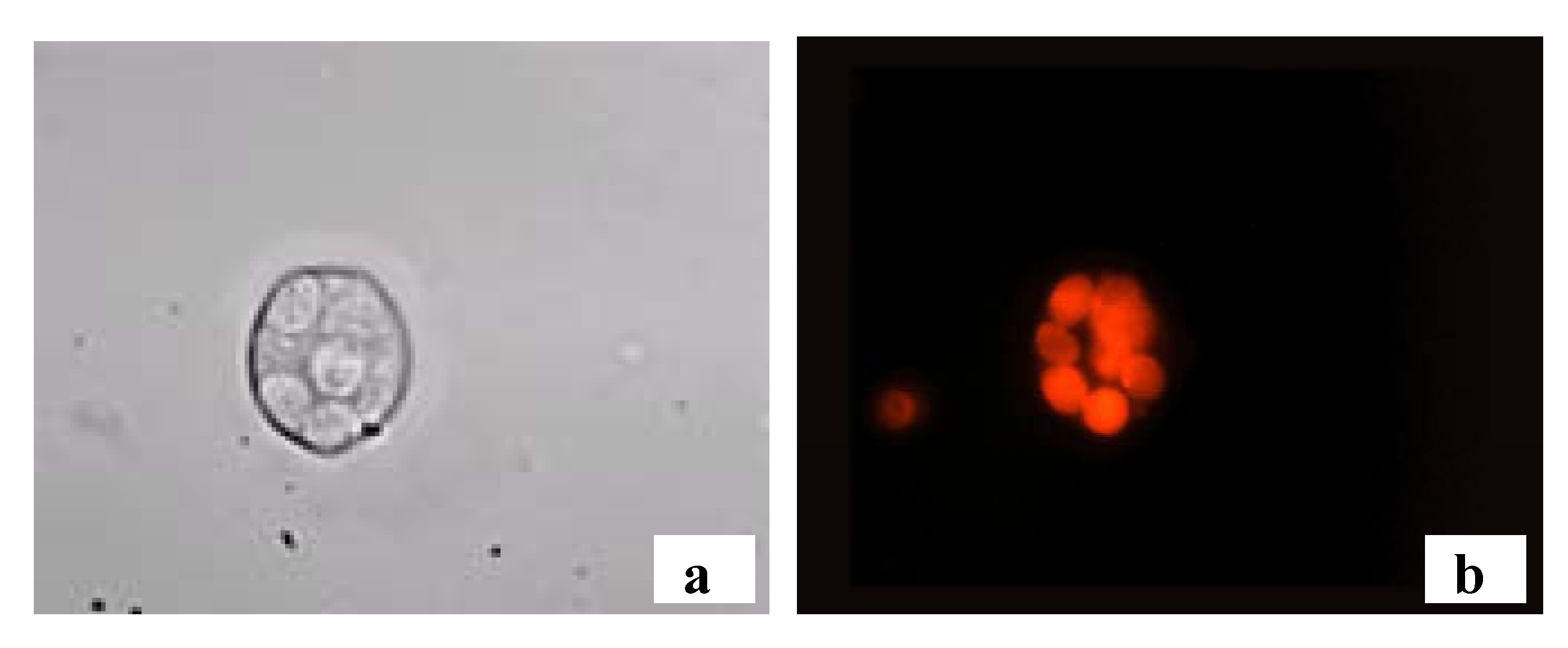 Molecules 17 00910 g012