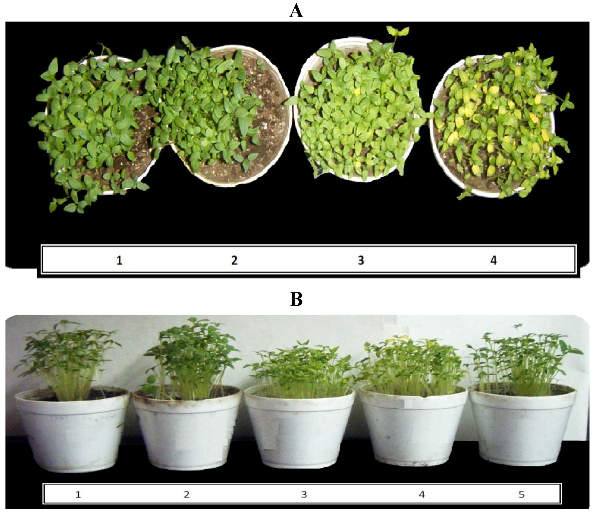 Molecules 17 01437 g003