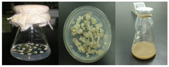 Molecules 17 02240 g002 550