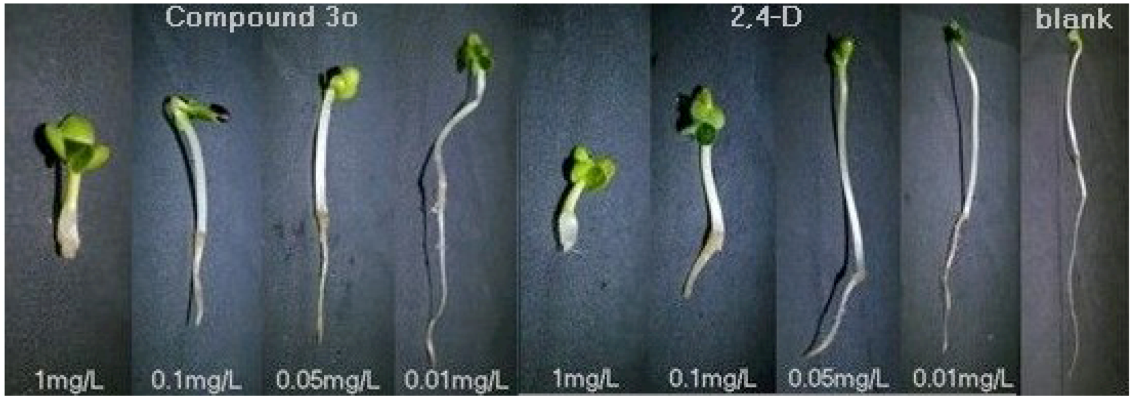Molecules 17 03181 g001