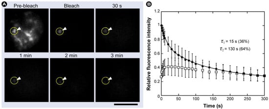 Molecules 17 04047 g014 550