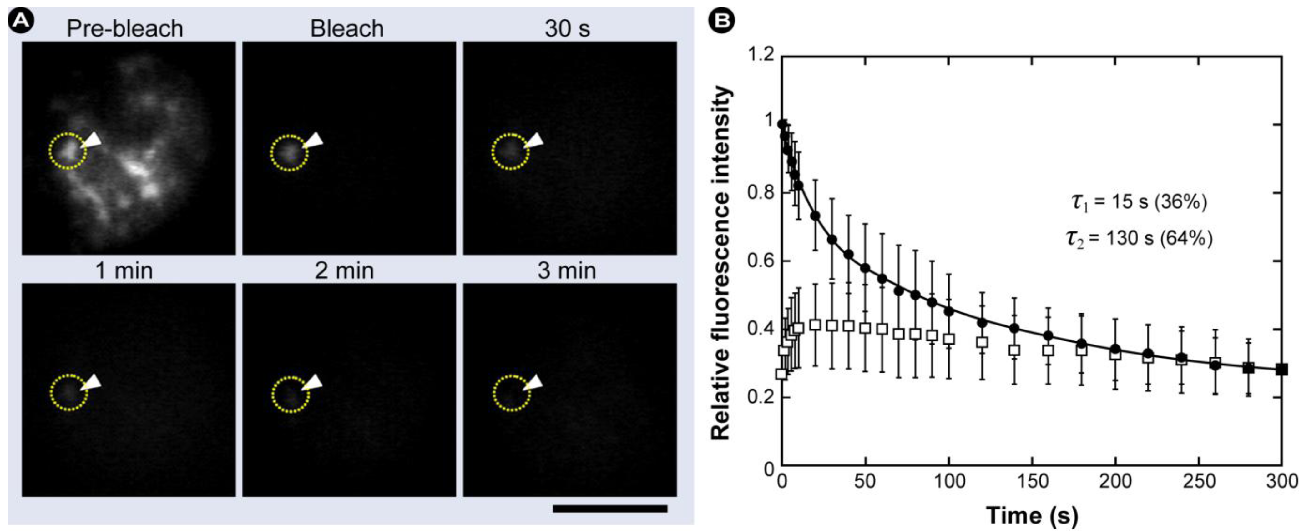Molecules 17 04047 g014