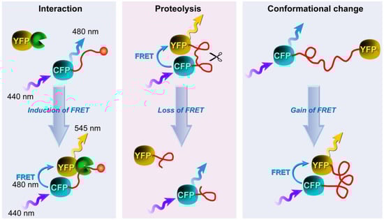 Molecules 17 04047 g020 550